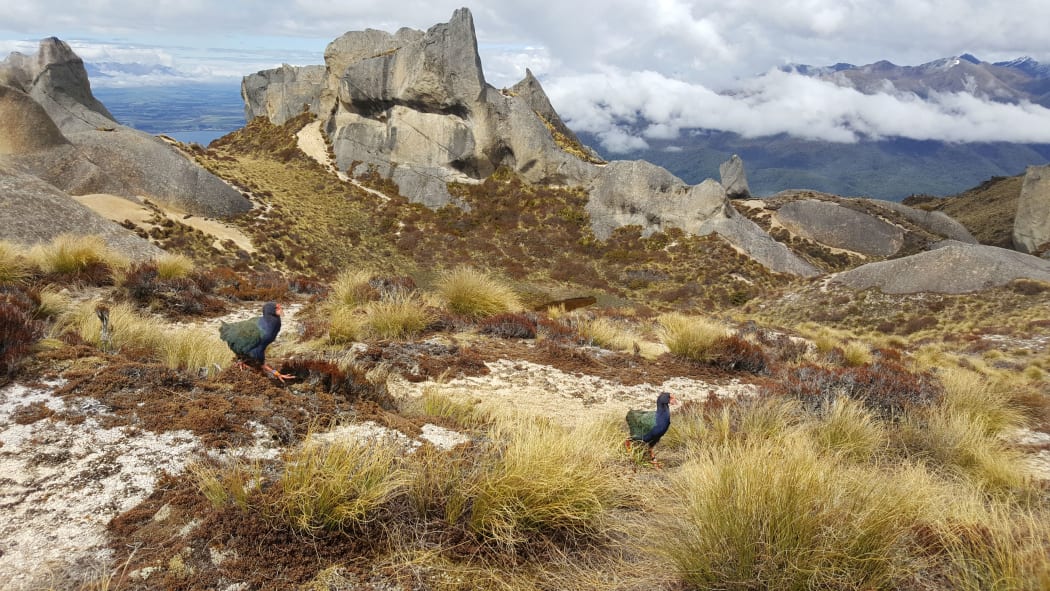 Dore and Tauhou, a pair of young takahe, explore their new home after being released on Tors Ridge in Fiordland's Murchison Mountains.