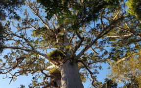 Kauri in the Waitakere Ranges