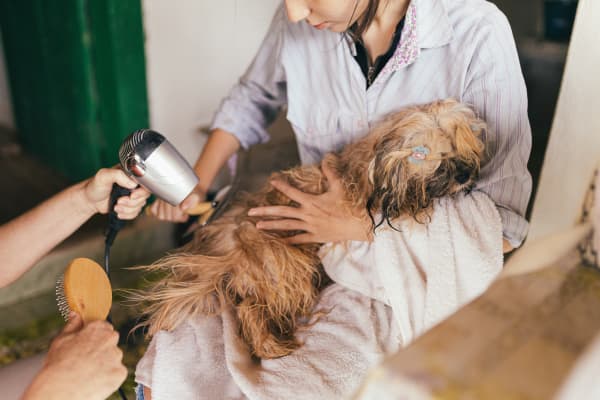 A pampered dog gets groomed.