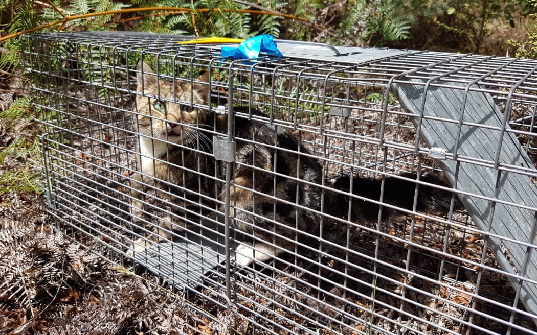 Nelson Tasman has already taken some steps to formalise feral cat control a year before the Government changed its policy.