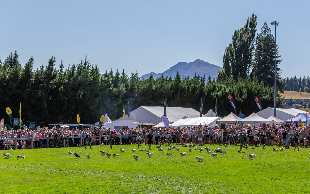 The Jack Russells take off at the Wanaka A&P Show