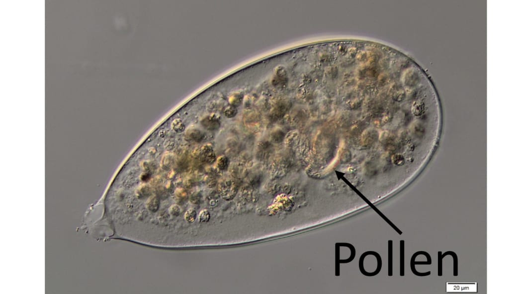 A sac of sediment and a pine pollen grain