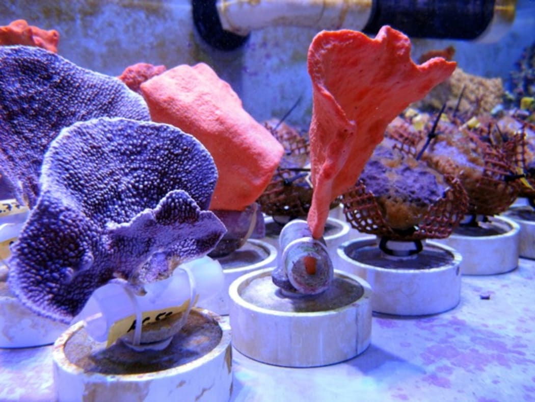 Different species of sponges