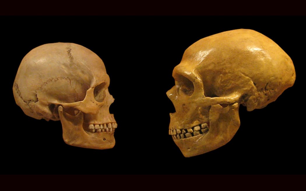 Comparison of modern human and Neanderthal skulls.