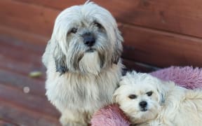 Shih Tzu crosses Ruby and Simba.