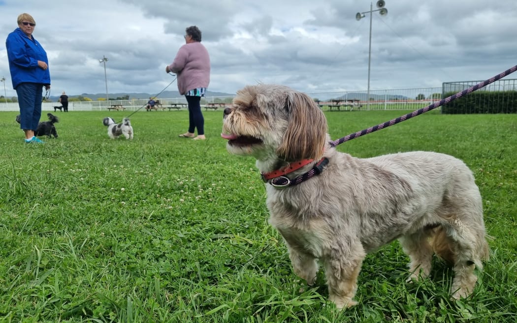 A small dog on a leash being walked at the Hawke's Bay racecourse.