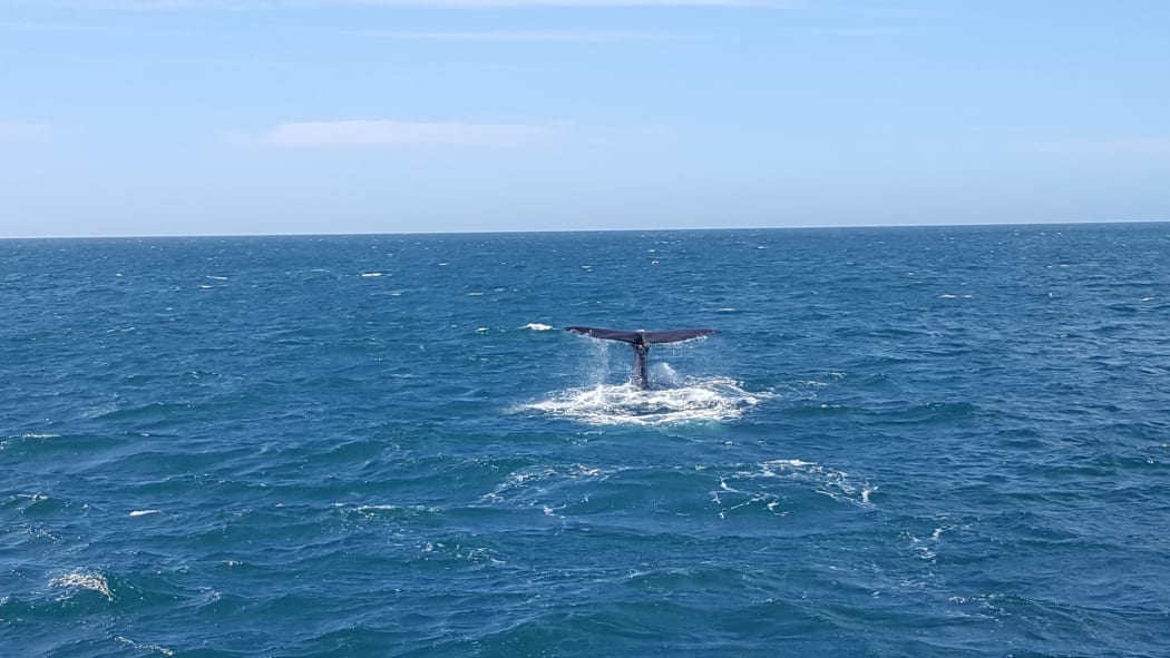 One of five whales spotted off the Kaikōura coast a week after the earthquakes.