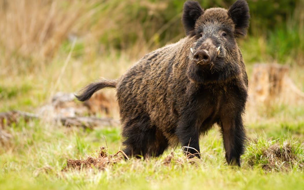 Wild pigs outnumber population of St Bathans and residents are nervous