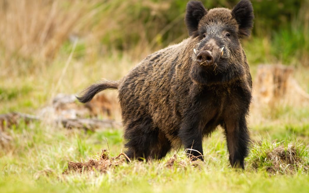 Threatening wild boar male on a glade in mountains in spring time. Alert wild animal with long teeth and brown fur standing proudly in nature from front view with copy space.