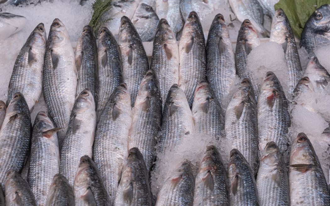 grey mullet fish on ice at the market