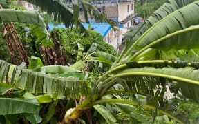 RNZ's CMNI correspondent Mark Rabago says Bolaven was a "banana typhoon" in Saipan.