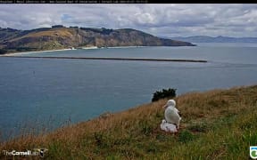 The Royal Albatross chick "Q.T." with parent earlier this year.