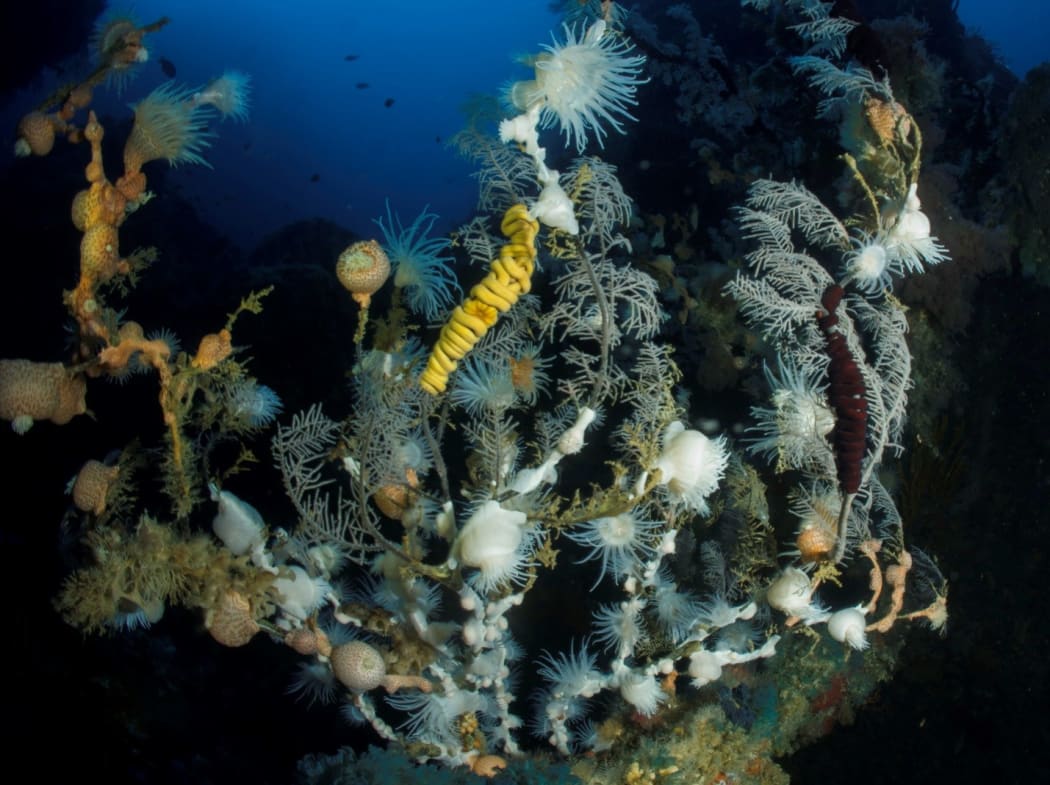 Black coral colony with encrusting invertebrates. Poor Knights Islands