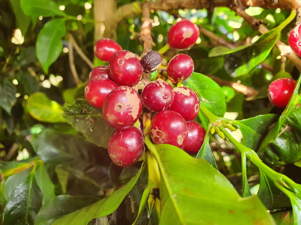 Coffee cherries