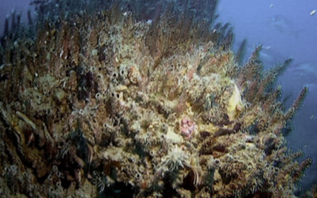 A Galeolaria tubeworm mound being smothered by parchment worm at Kokomohua-Long Island marine reserve in the Marlborough Sounds.