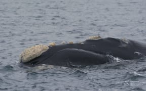 Southern right whales can be individually identified by the patterns of rough white callosities on their head.