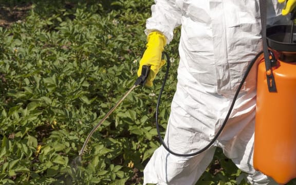 Vegetables being sprayed with herbicide in a garden (file photo)
