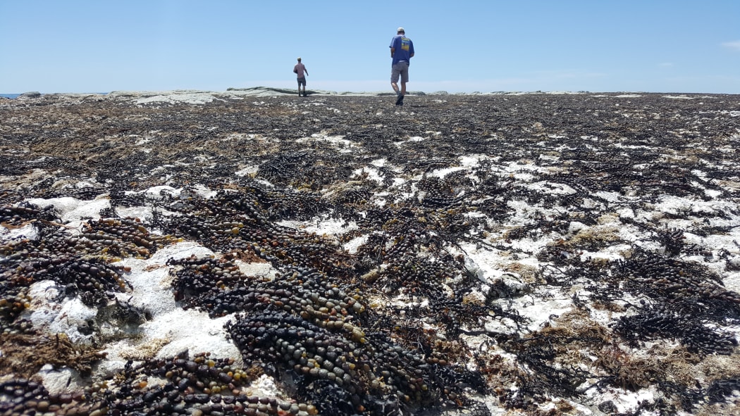 Dead seaweed litters the shore of the Kaikoura Peninsula.
