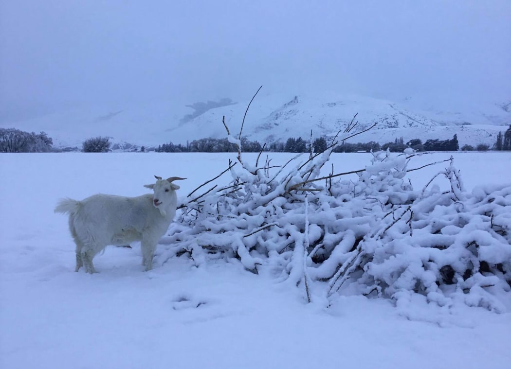 Residents - and goats - in Fairlight, Southland, woke to their land blanketed in snow this morning. 1 September 2020
