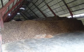 A warehouse at the Tobolar Copra Processing Authority in Majuro is filled with copra — dried coconut meat used for producing coconut oil — following a bumper crop brought in for milling during the first quarter of 2020.