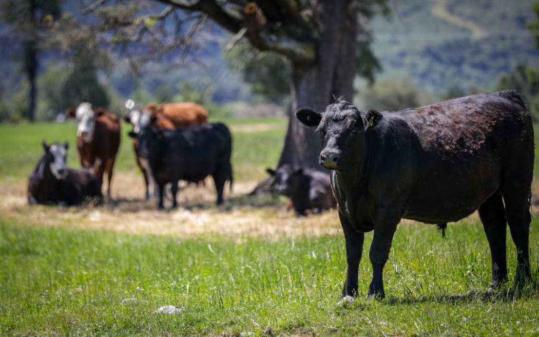 Canterbury region farms