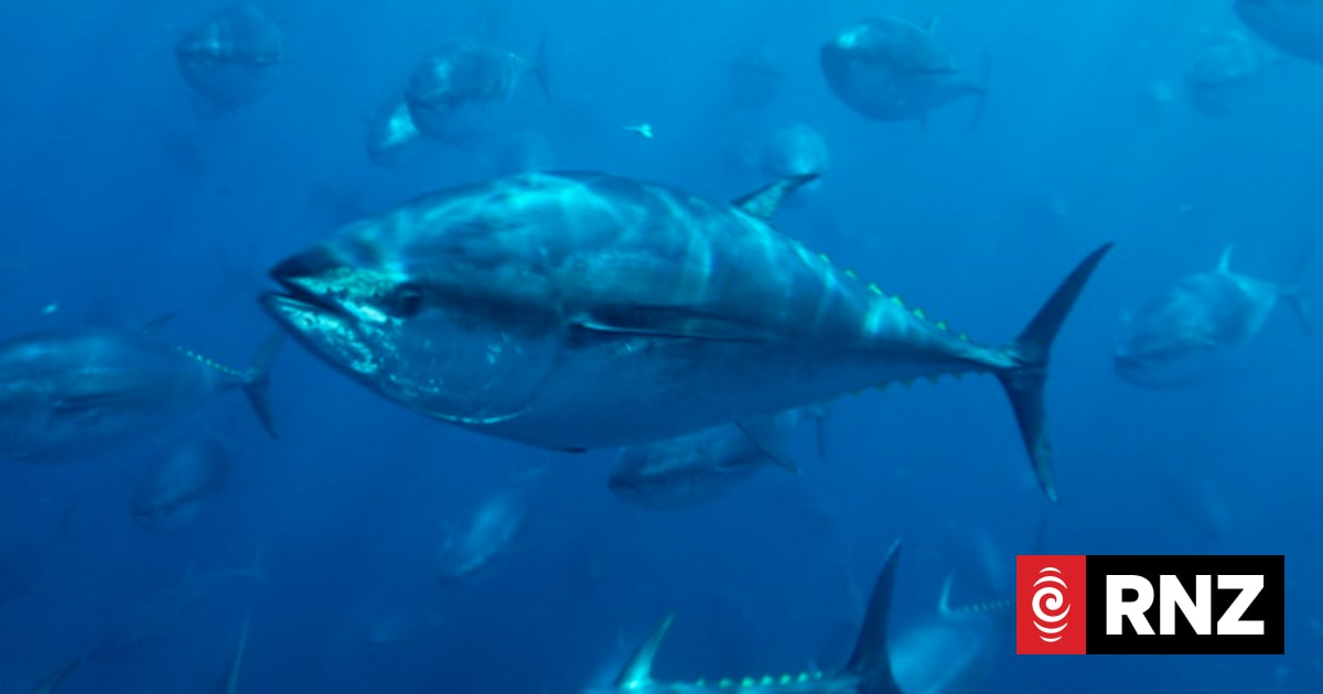 Japan could easily solve bluefin crisis - WWF | RNZ