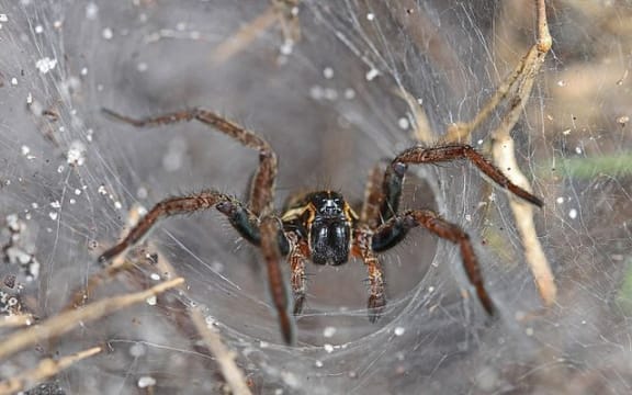 Funnel Web Wolf Spider