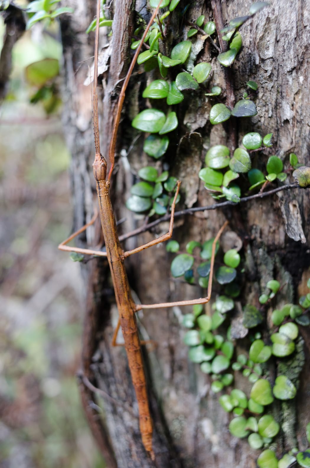 Smooth stick insect