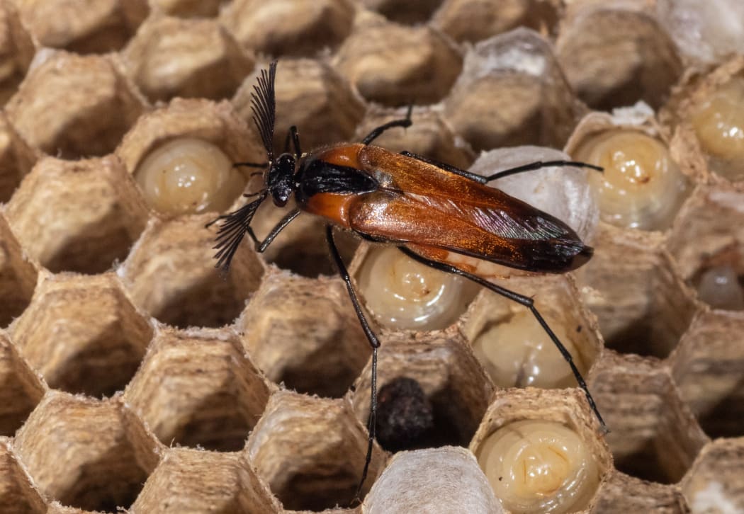 Metoecus paradoxus or wasp nest beetle