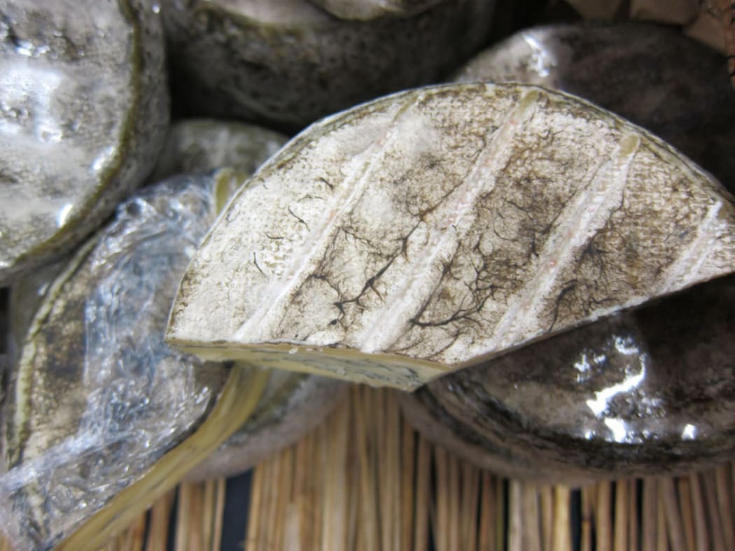 Mucor cheese rind