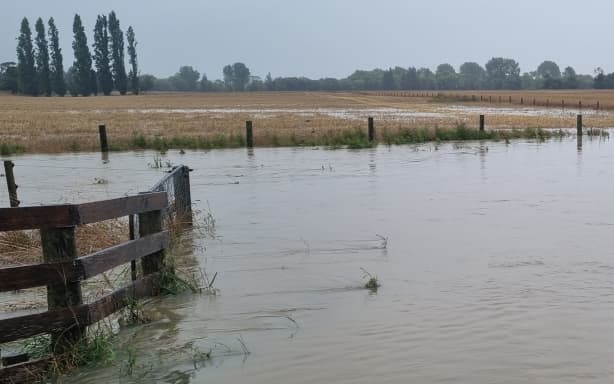 Farmers despair as cyclone, weeks of rain ruin arable crops | RNZ