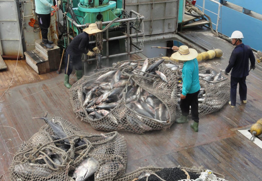 Skipjack tuna from a vessel at Majuro Atoll, Marshall Islands, destined for transfer to canneries in Asia.