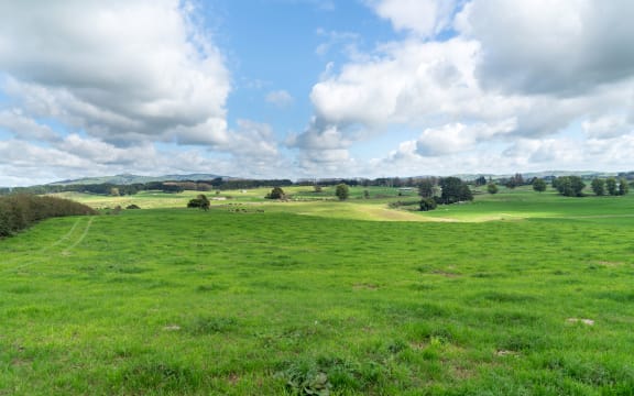 Long view New Zealand dairy farm  wide angle landscape and cattle in distance