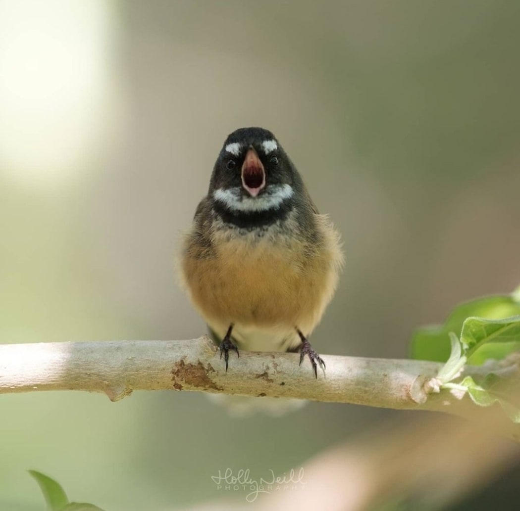 A pīwakawaka captured by wildlife photographer Holly Neill.