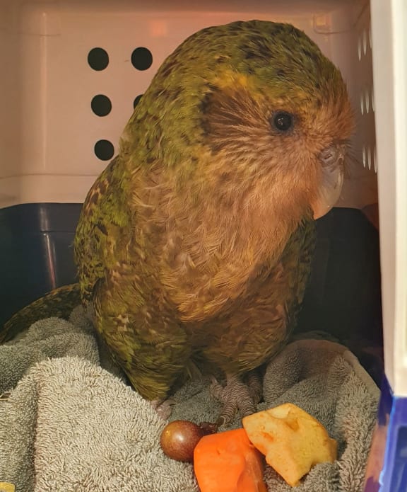 A close in show of a kākāpō standing on a towel in a  blue and white travel crate.