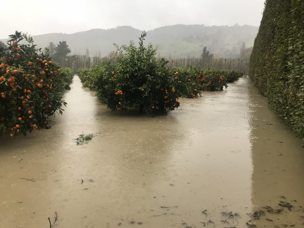 Murray Burgess' mandarin orchard in Te Kakara following two recent storms.