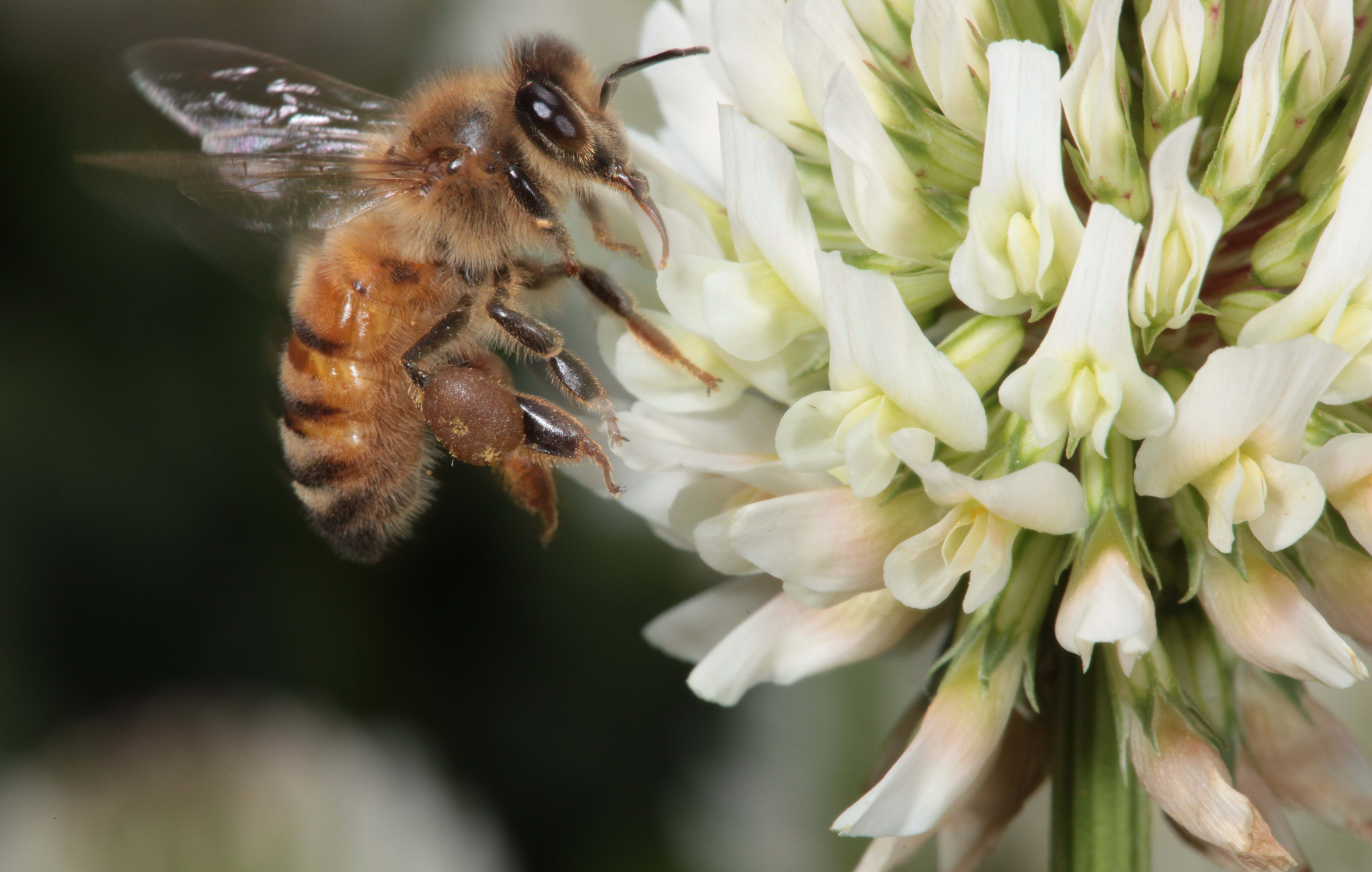 Bees all around the world are facing a number of threats, including pests, disease and pesticides. The best weapon against these threats is to provide bees with a steady supply of forage to help them stay healthy and strong.