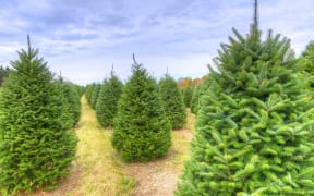 Rows of Christmas trees on a farm.