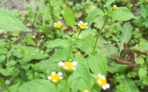 Galinsoga parviflora (gallant soldier) – a soft herbaceous plant that that will always pop up on bare ground.