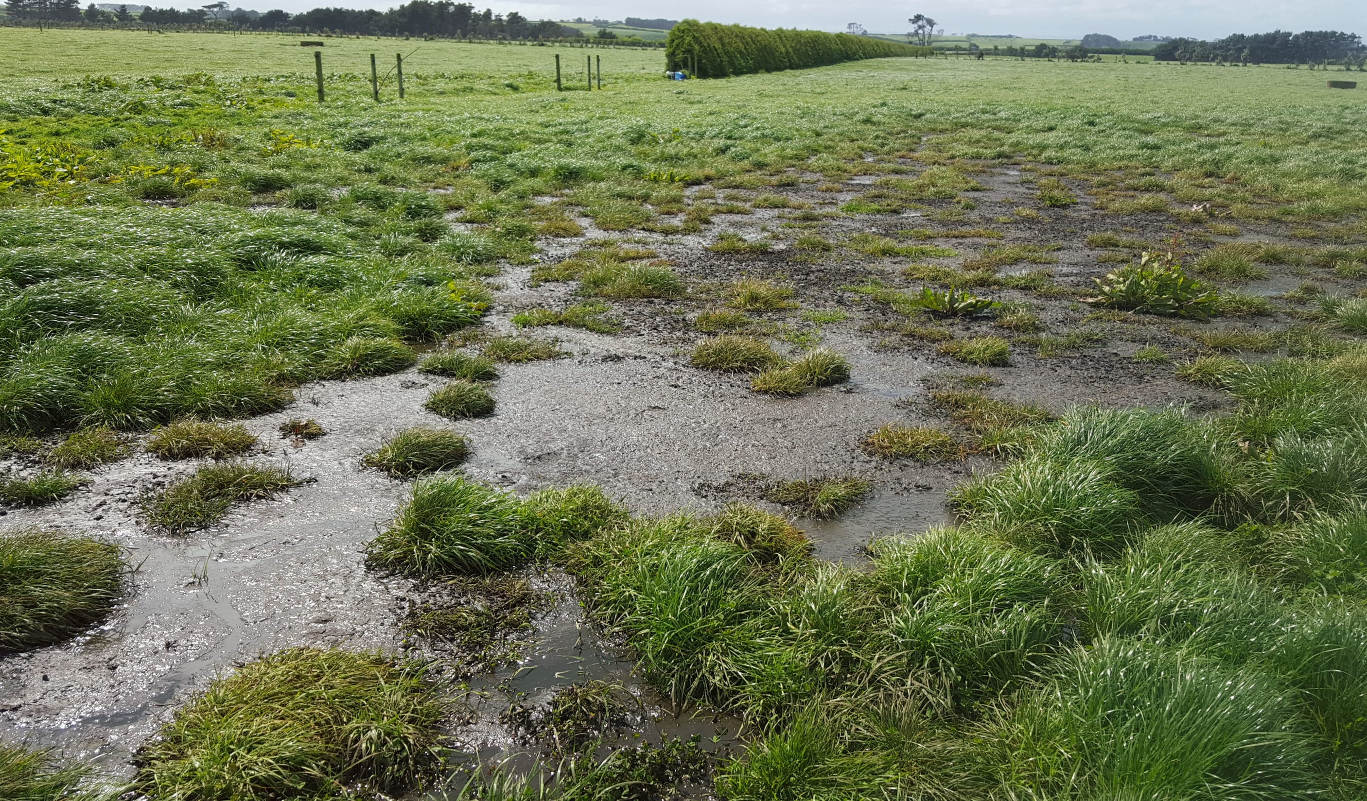 The irrigation pump was broken and was left to spray effluent into the field between June and October last year.