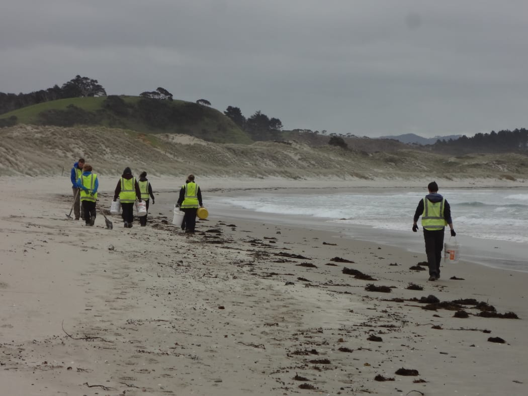 CVNZ volunteers planting during a beach cleanup.