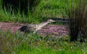 If you’re lucky you may see matuku (Australasian bittern) hiding amongst the bulrush at Wairarapa Moana Wetlands.