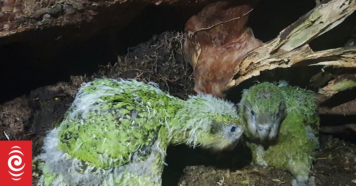 Kākāpō might not be the bird of the year, but this is the year of the kākāpō