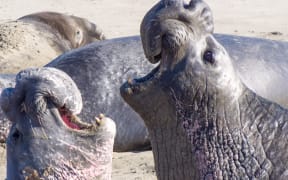 Bull elephant seals at Big Sur, California