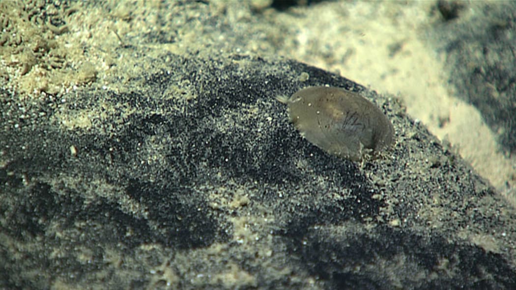 Close up of a monoplacophoran mollusk, 2017 American Samoa.