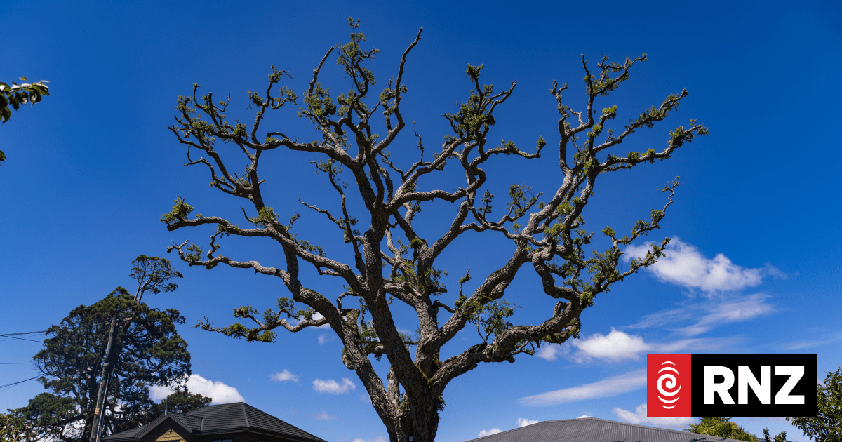 Avalon in Lower Hutt was once part of the famous five-hectare Mason's Garden