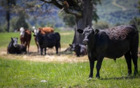 Canterbury region farms