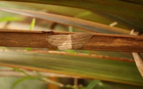 The Cabbage Tree Moth