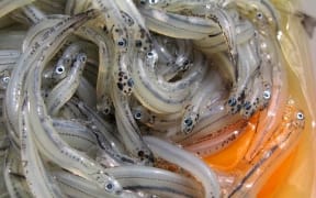 Whitebait in egg.