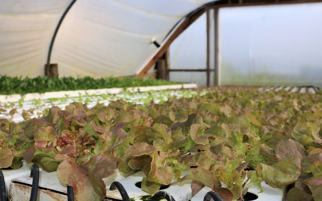 The lettuce man